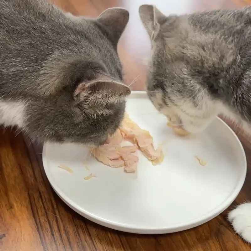 boiled chicken breast treats for cats