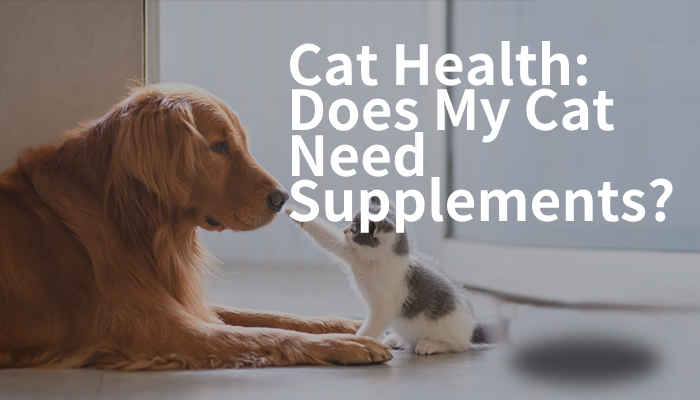 cat health does my cat need supplements