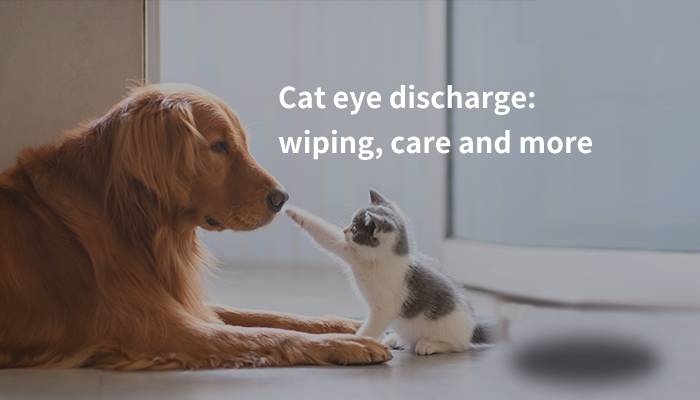 cat eye discharge wiping care and more