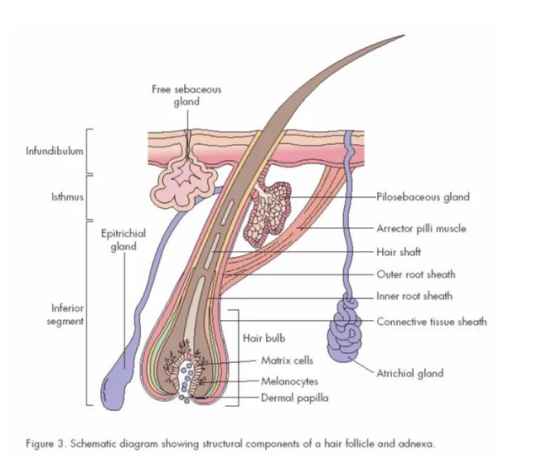 hair follicles in cat and dog
