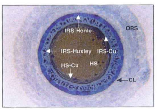 hair follicles in cats and dogs