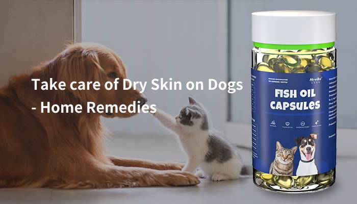 take care of dry skin on dogs