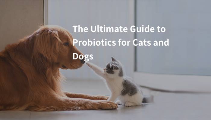 the ultimate guide to probiotics for cats and dogs