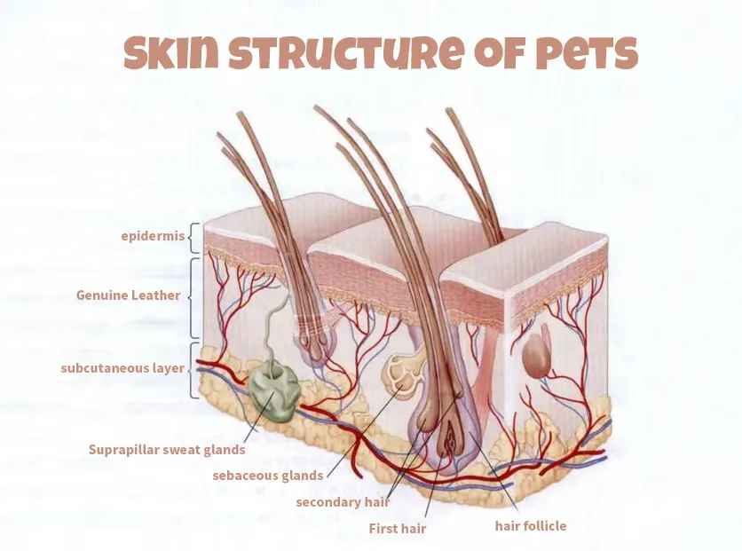 why do cats and dogs lose their hair