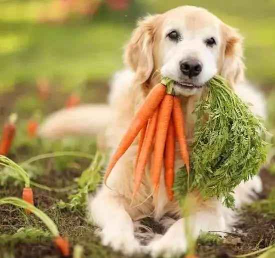 what are the best foods for dogs to get vitamin b
