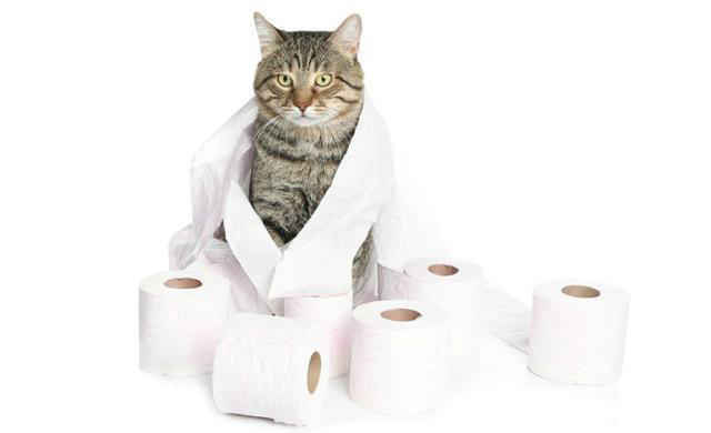 what to feed a cat with diarrhea
