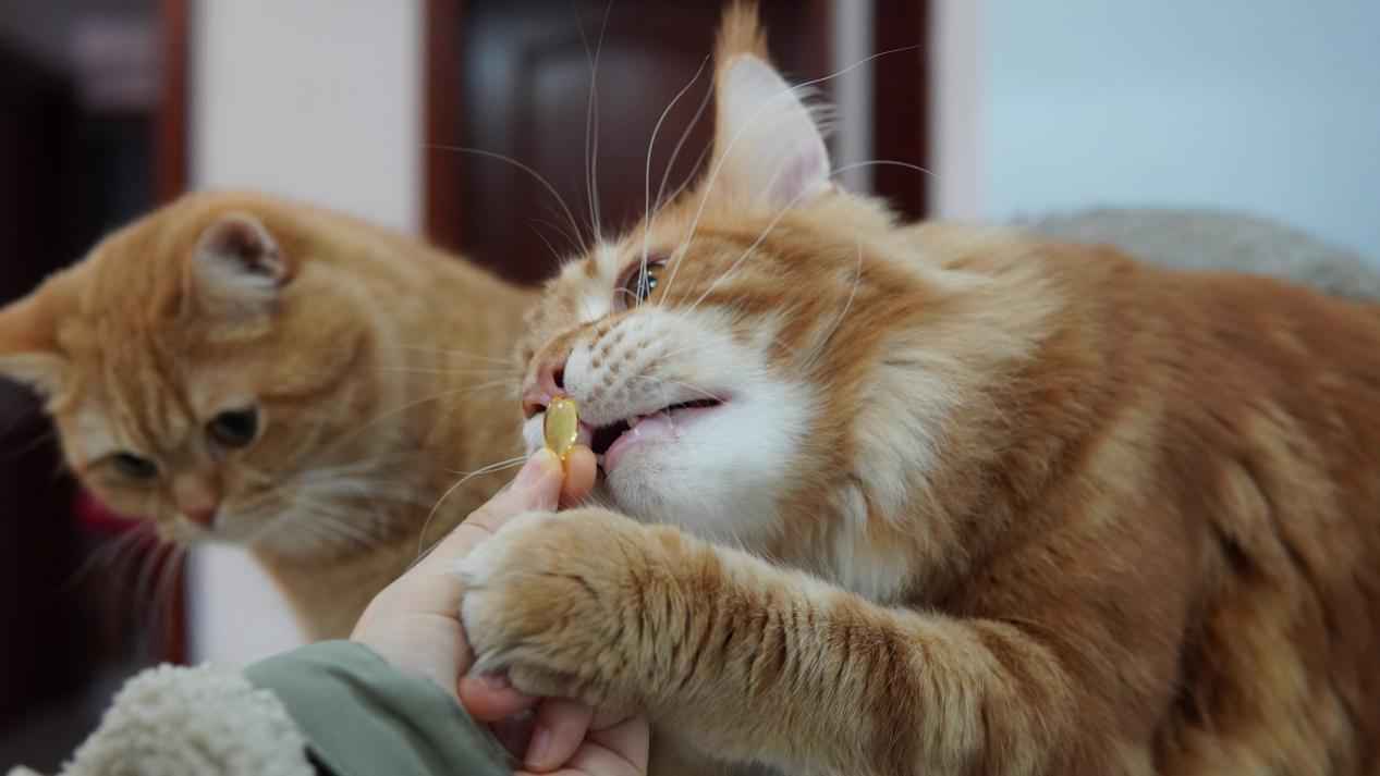 fish oil for cats how to determine the dosage