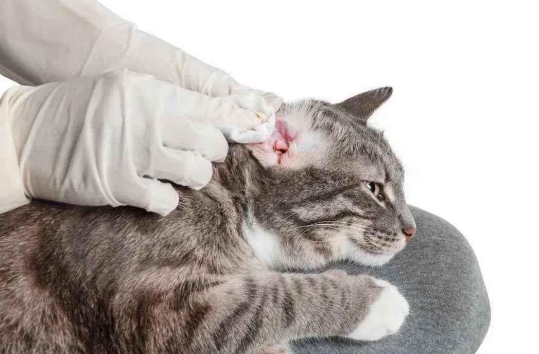 can i use dog ear cleaner on my cat