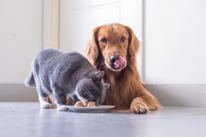 can my cat eat dog food