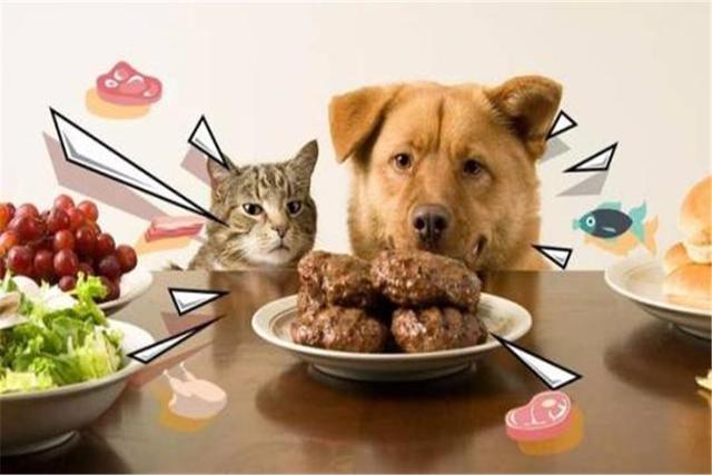 can my cats eat dog food