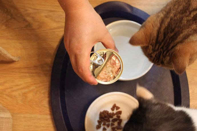 is wet or dry food better for cats