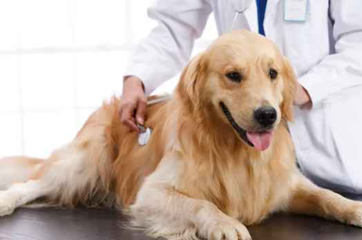 the most effective joint supplement for dogs