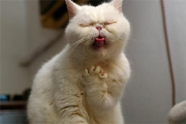why does my cat throw up its food