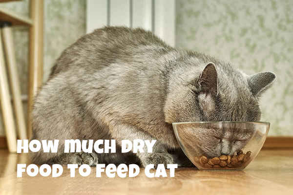 how much dry cat food should i feed my cat