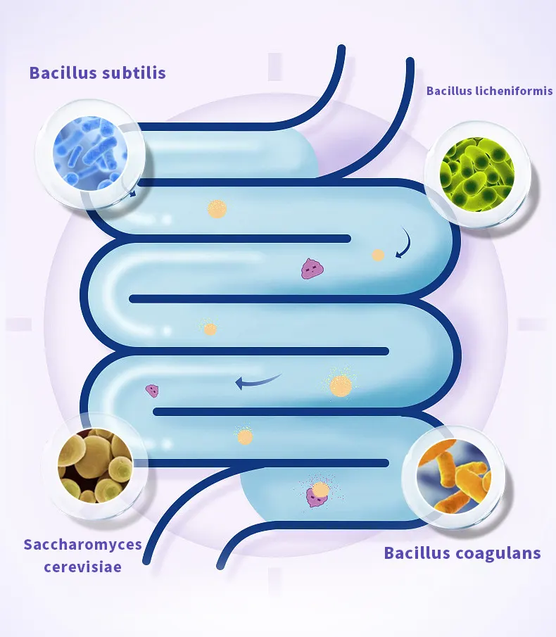multiple highly active probiotics