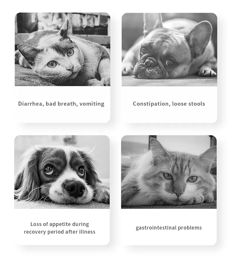 when should i give my pet probiotic powder