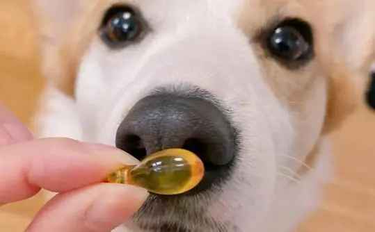 can dogs take human fish oil