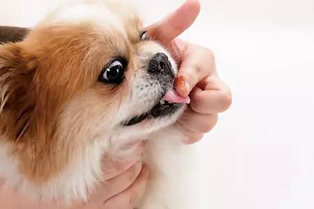 can puppies eat adult dog food