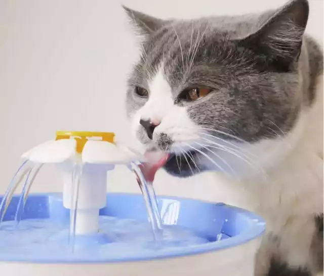 cat drink water