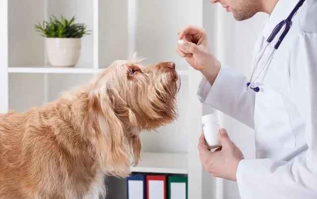 best probiotics for dogs