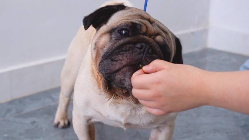 can dogs take fish oil