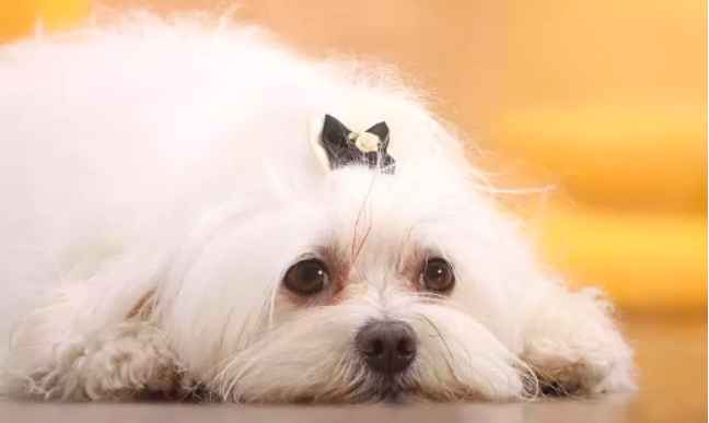 can dogs take human vitamins supplements