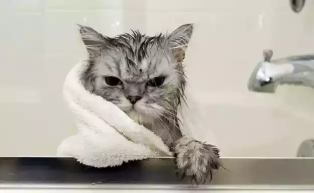 cat bath