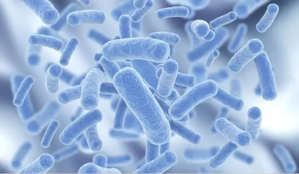 do my dog need probiotics after antibiotics