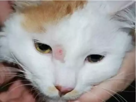 fungal infections in cats ringworm