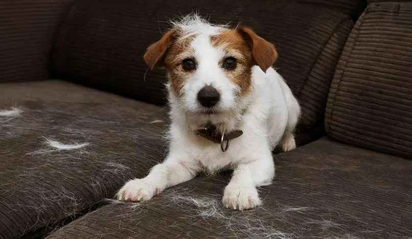 how to treat dog skin disease at home