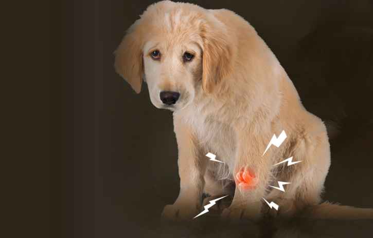 what to give dogs for joint pain