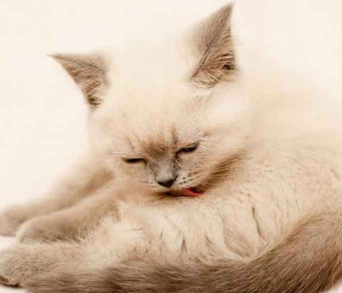 how can i soothe my cats itchy skin