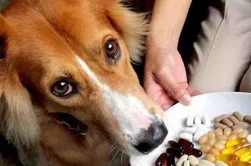 do dogs need supplements