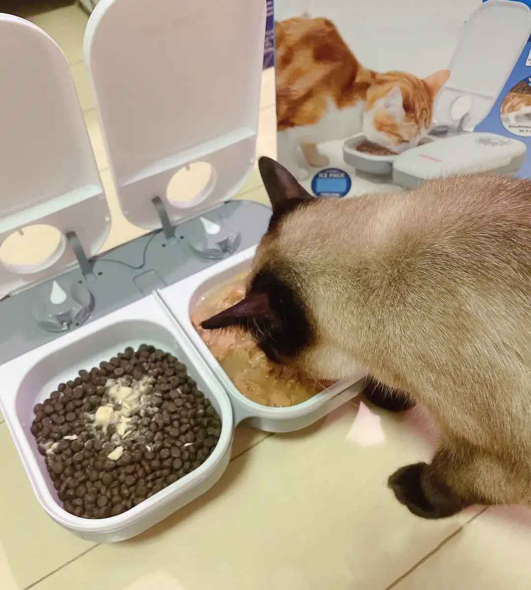 mixing wet and dry cat food